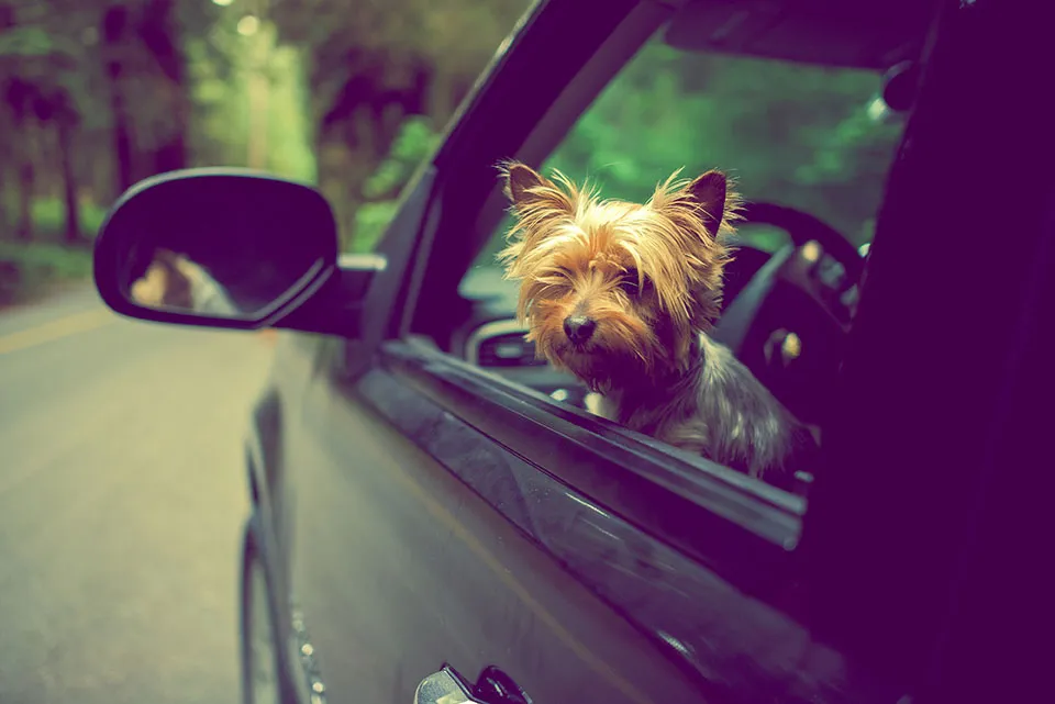 Saiba como transportar o seu pet.